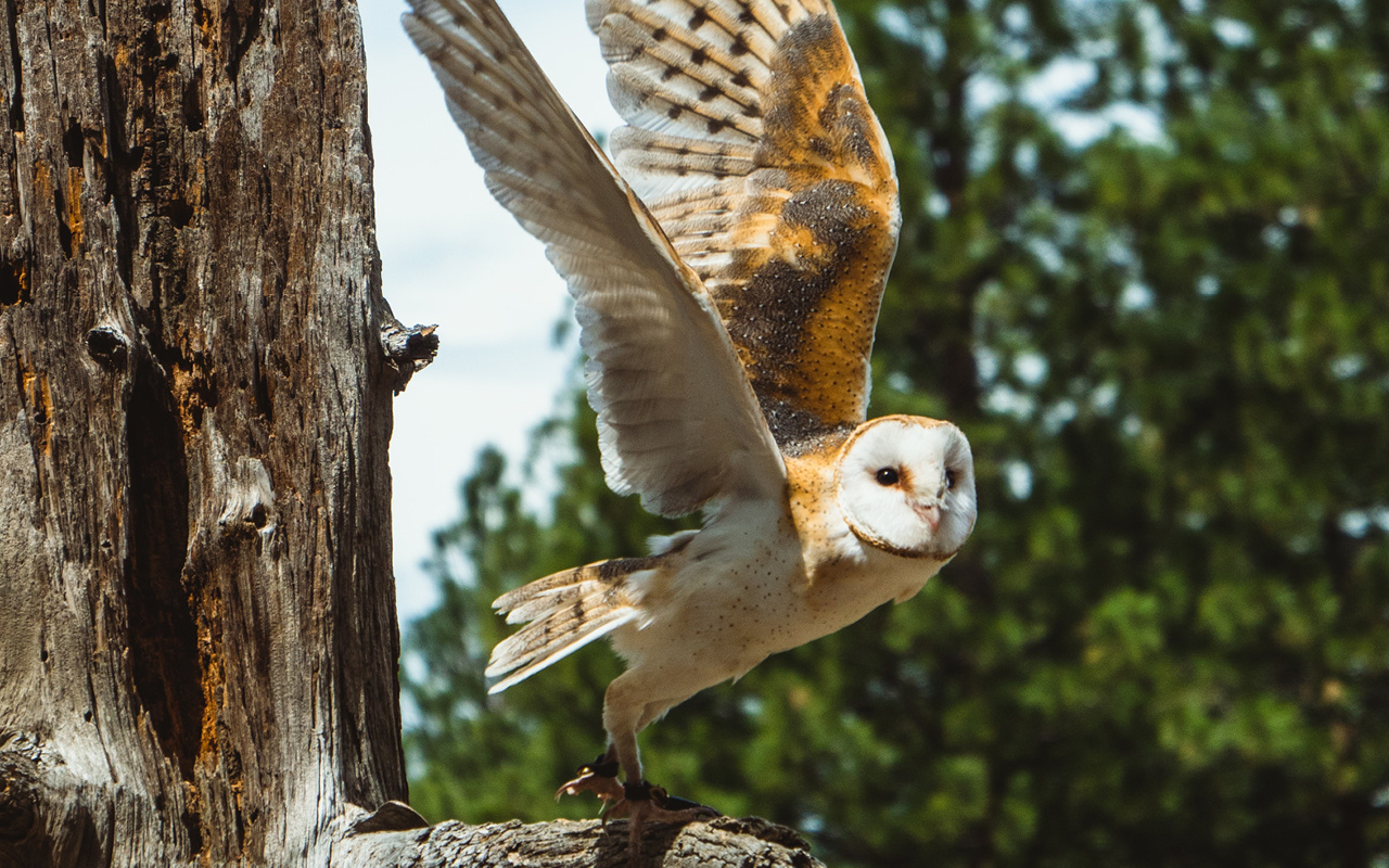 owl taking flight from a tree