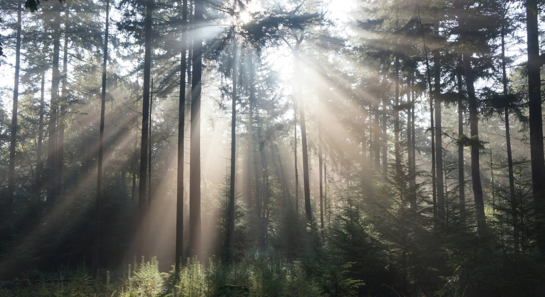 sunray shining through pine trees