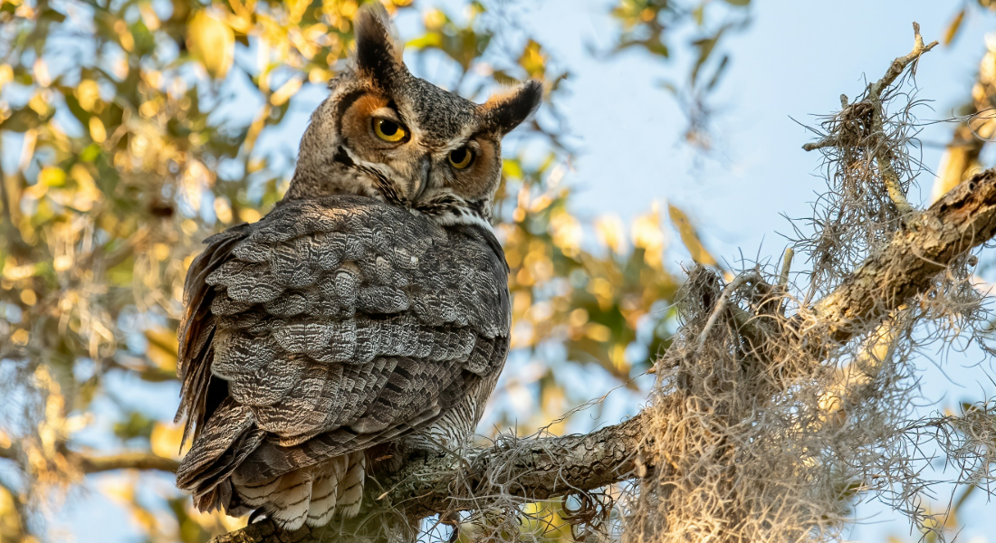 owl in a tree