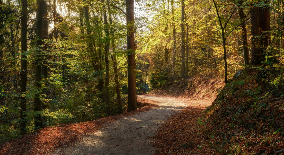 road through the woods