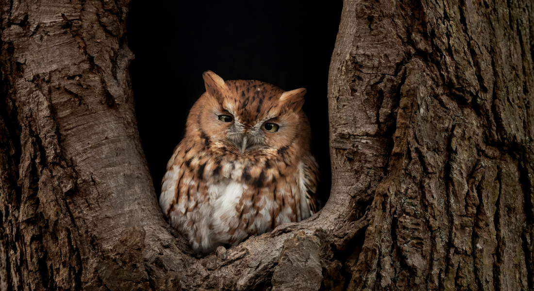 owl in a tree